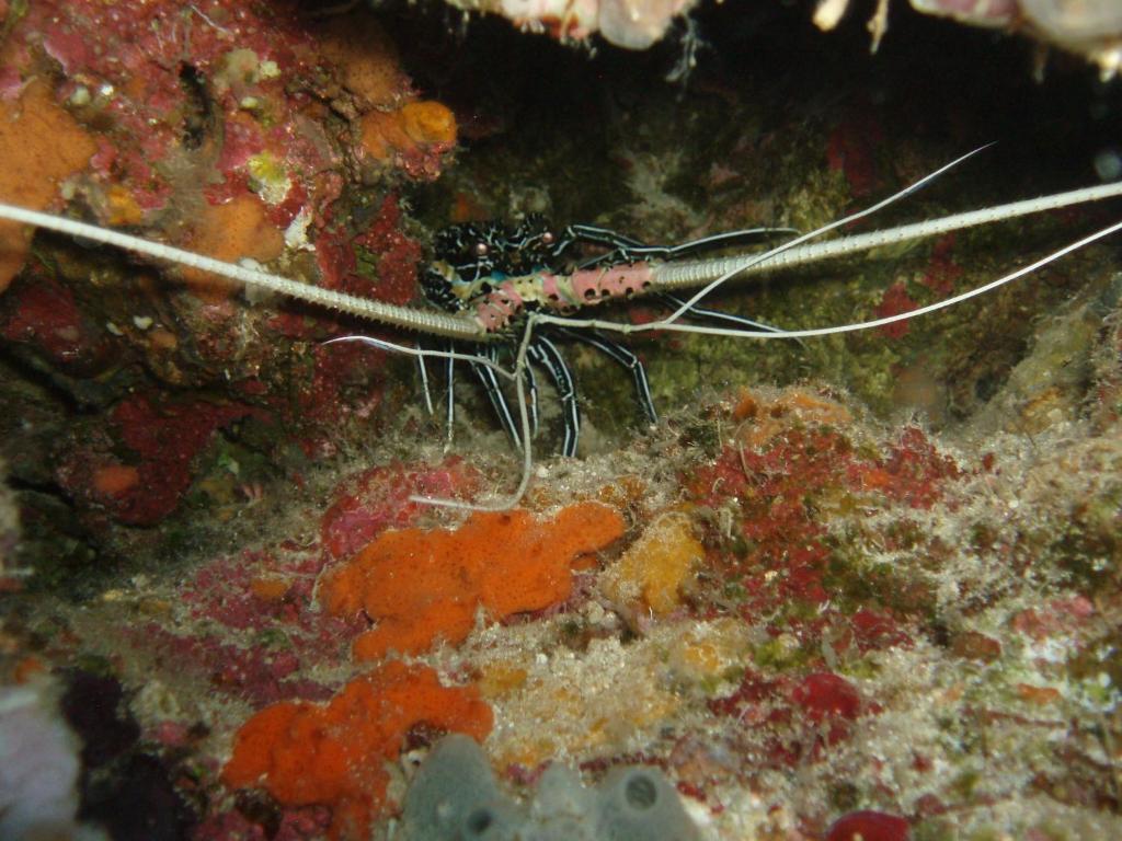 Doubleyou Homestay Pemuteran エクステリア 写真